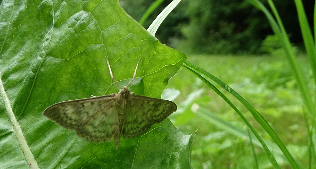 Boczanka brązowianka (Pleuroptya ruralis)