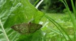 Boczanka brązowianka (Pleuroptya ruralis)