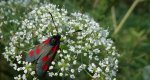Zygaena lonicerae