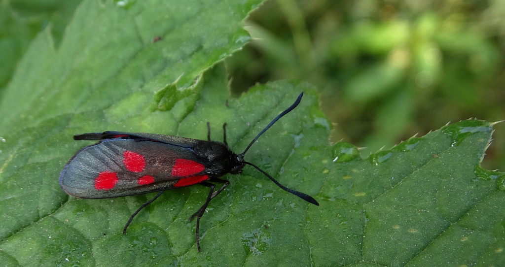 Zygaena lonicerae