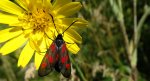 Zygaena lonicerae