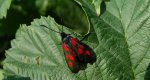 Zygaena lonicerae