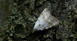 Nola aerugula