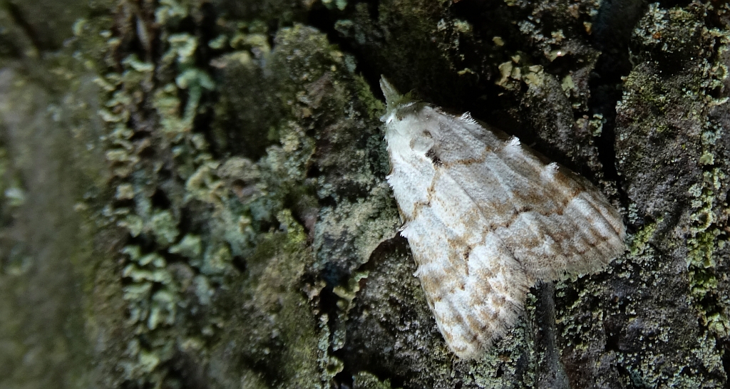 Nola aerugula