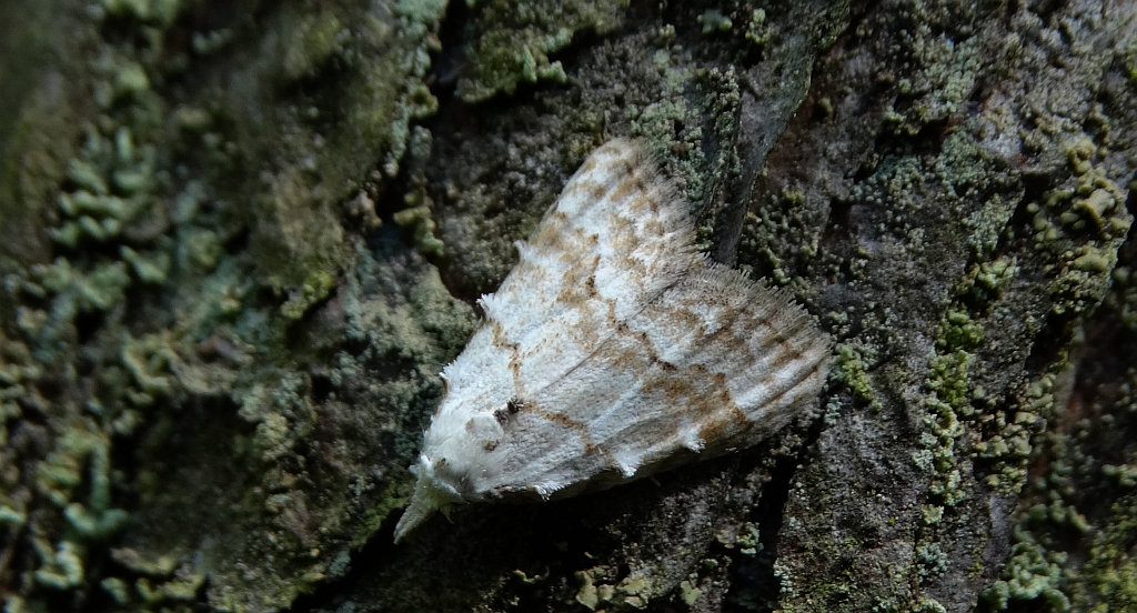 Nola aerugula