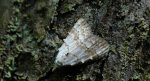 Nola aerugula