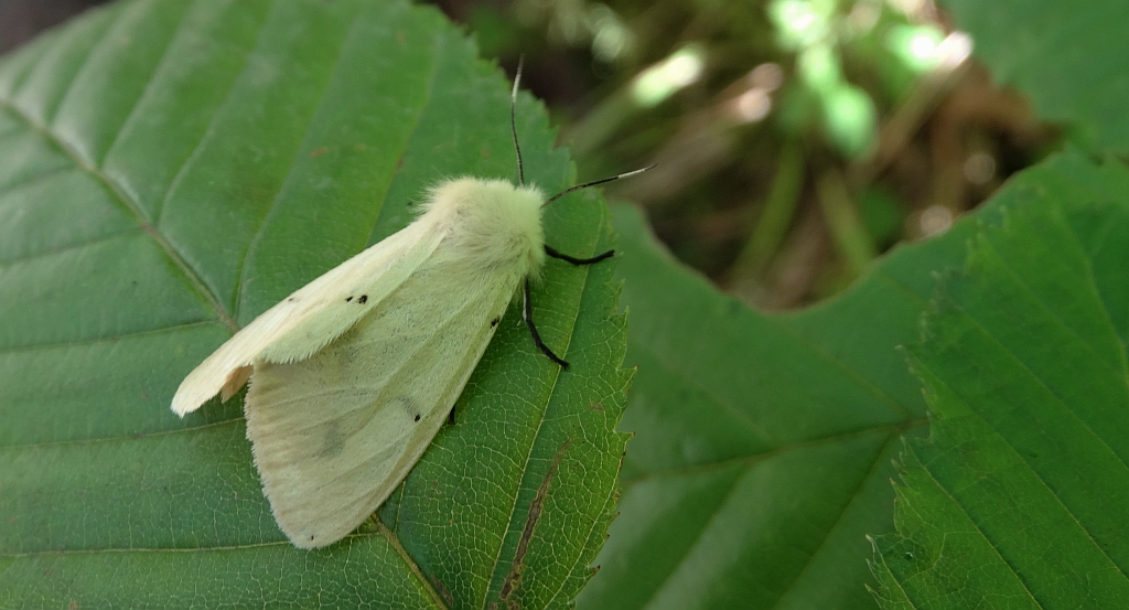 Szewnica pokrzywnica (Spilosoma urticae)