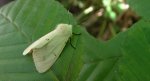 Szewnica pokrzywnica (Spilosoma urticae)
