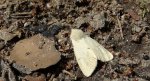 Szewnica pokrzywnica (Spilosoma urticae)