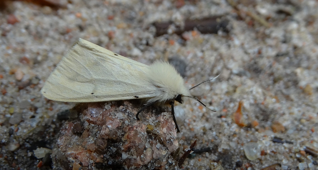 Szewnica pokrzywnica (Spilosoma urticae)
