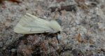Szewnica pokrzywnica (Spilosoma urticae)