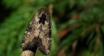 Apamea scolopacina