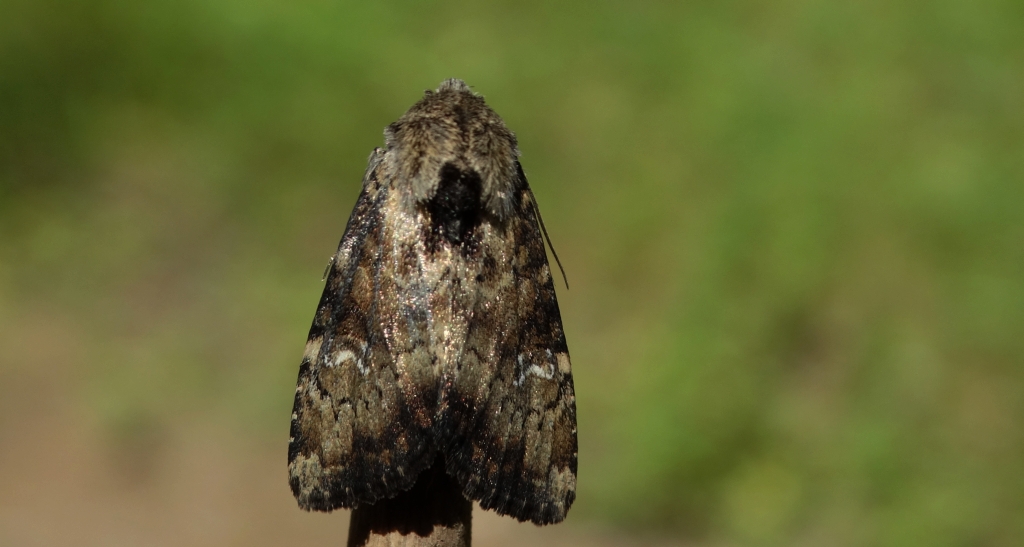 Apamea scolopacina