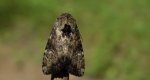 Apamea scolopacina