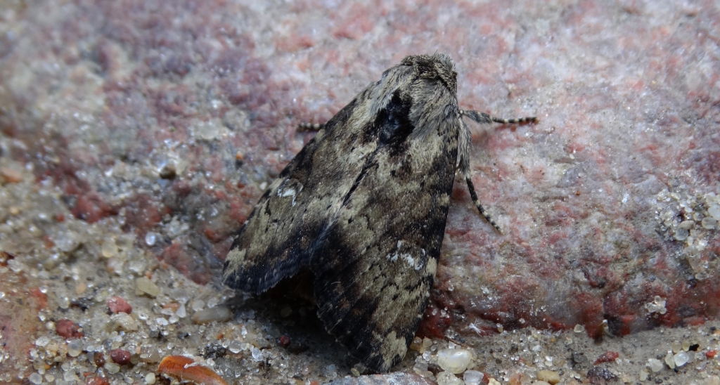 Apamea scolopacina