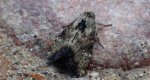 Apamea scolopacina