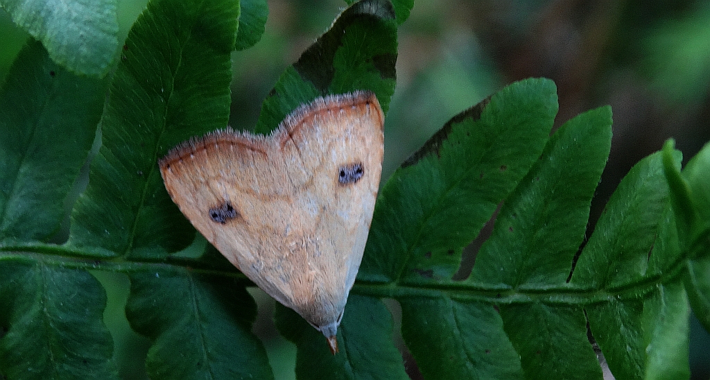 Rivula sericealis