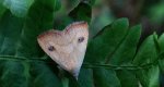 Rivula sericealis