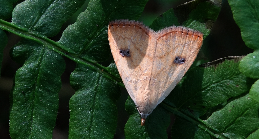 Rivula sericealis