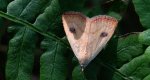 Rivula sericealis