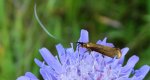 Wąsateczka lśniaczek (Nemophora metallica)
