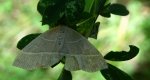 Trisateles emortualis