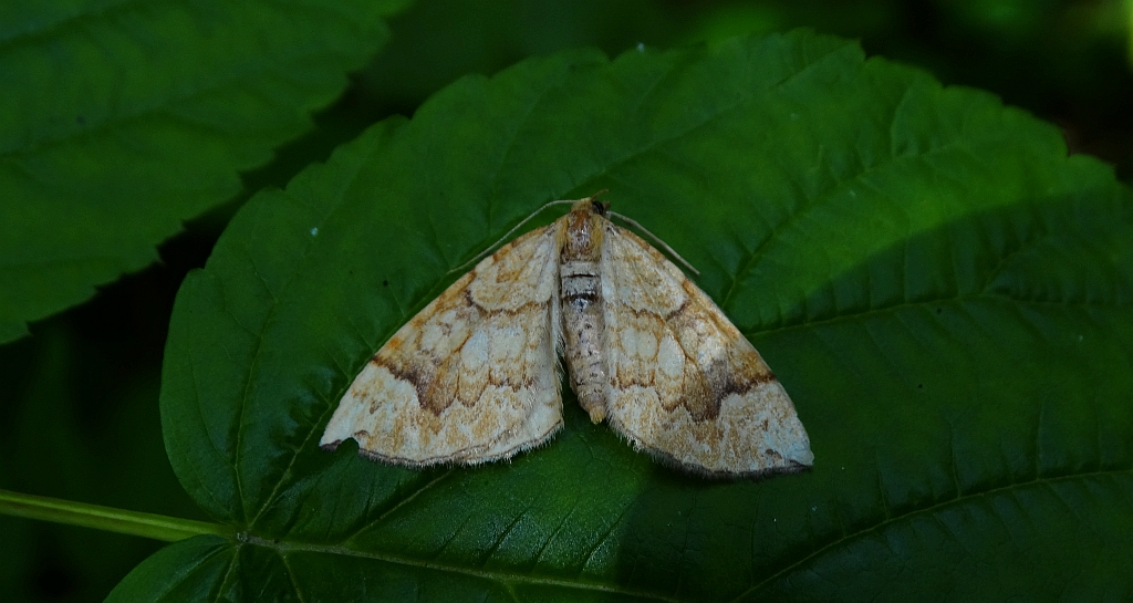 Nacinek topolowiak (Eulithis populata)