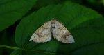 Nacinek topolowiak (Eulithis populata)