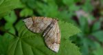 Nacinek topolowiak (Eulithis populata)