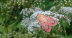 Łada różowica (Miltochrista miniata)