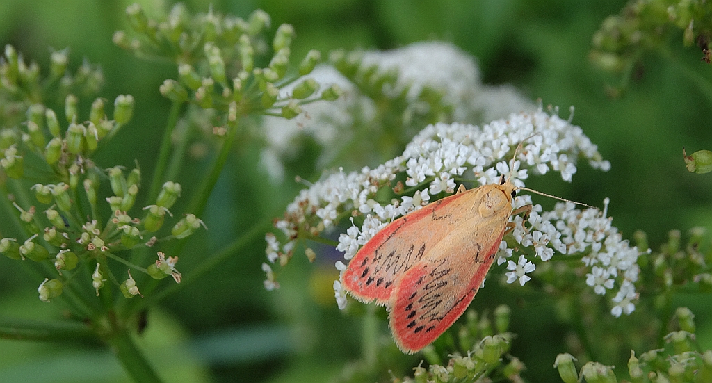 Łada różowica (Miltochrista miniata)