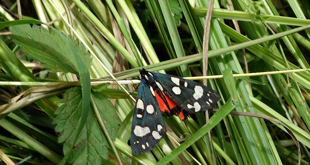 Krasopani poziomówka (Callimorpha dominula)