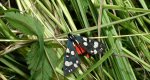 Krasopani poziomówka (Callimorpha dominula)