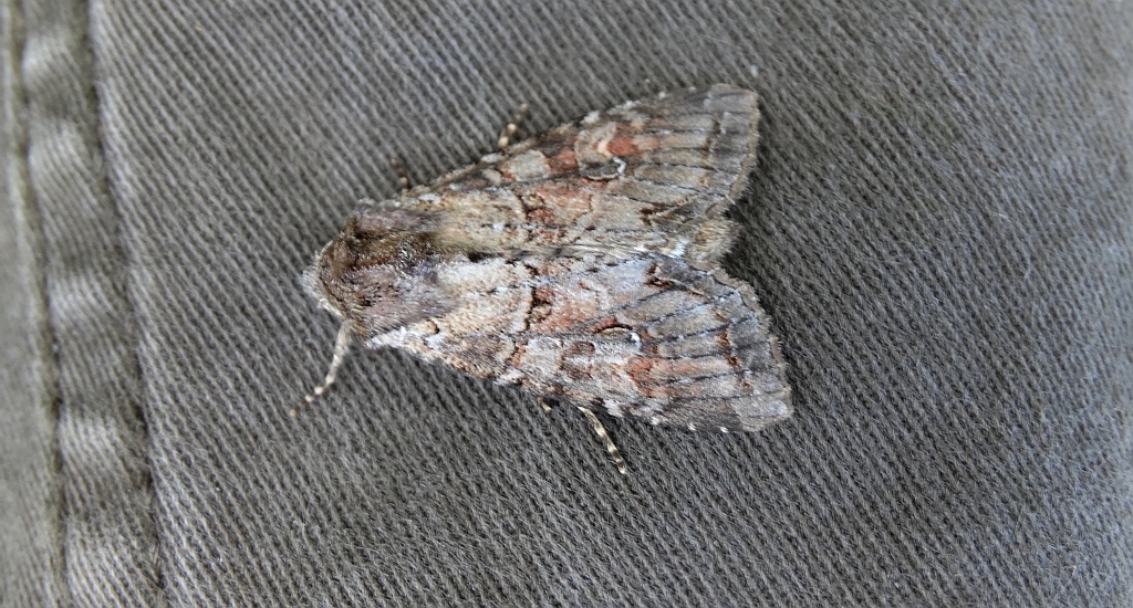 Piętnówka przybyszyca (Polia bombycina)