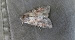 Piętnówka przybyszyca (Polia bombycina)