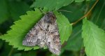 Piętnówka przybyszyca (Polia bombycina)