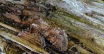 Piętnówka przybyszyca (Polia bombycina)