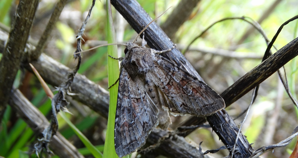 Piętnówka przybyszyca (Polia bombycina)