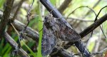 Piętnówka przybyszyca (Polia bombycina)