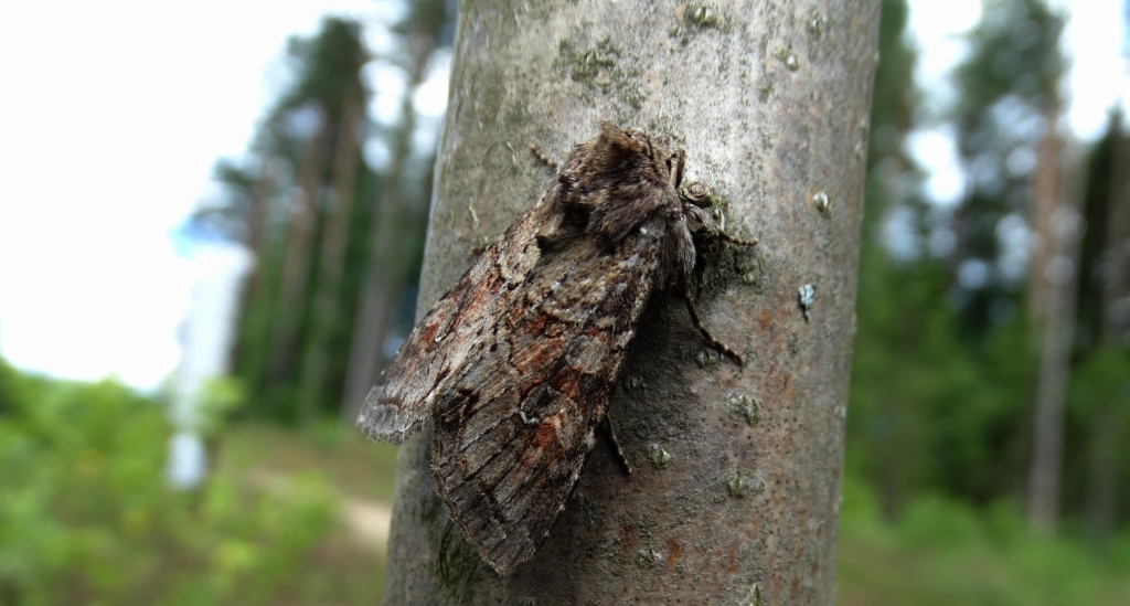 Piętnówka przybyszyca (Polia bombycina)