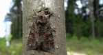 Piętnówka przybyszyca (Polia bombycina)