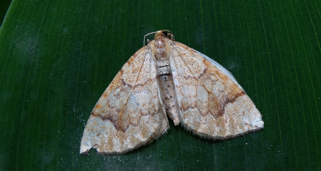 Nacinek topolowiak (Eulithis populata)