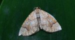Nacinek topolowiak (Eulithis populata)