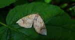Nacinek topolowiak (Eulithis populata)
