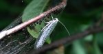 Namiotnik czeremszaczek (Yponomeuta evonymella)