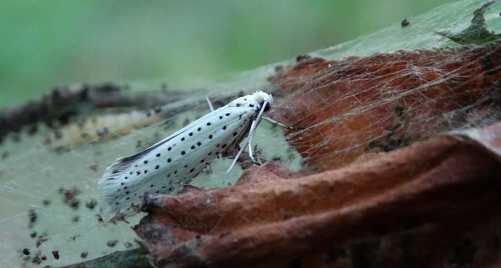 Namiotnik czeremszaczek (Yponomeuta evonymella)