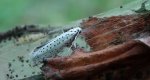 Namiotnik czeremszaczek (Yponomeuta evonymella)