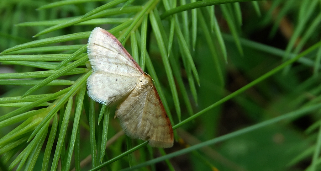 Krocznik odwrotnik (Idaea aversata)