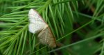 Krocznik odwrotnik (Idaea aversata)