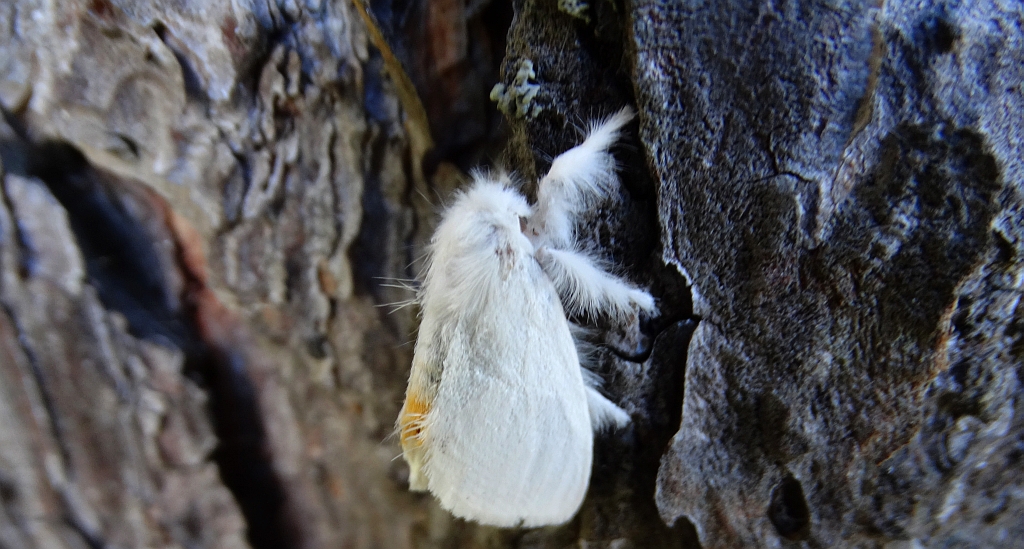 Kuprówka złotnica (Euproctis simillis)